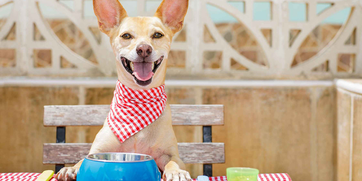 A Guide to Safe and Healthy Foods for Dogs
