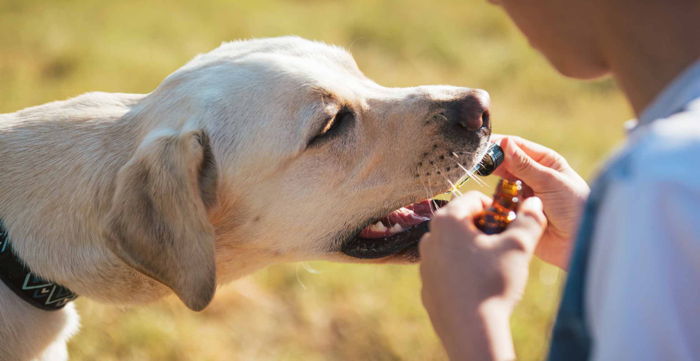 Benefits of CBD Oil for Dogs Australia: A Comprehensive Guide