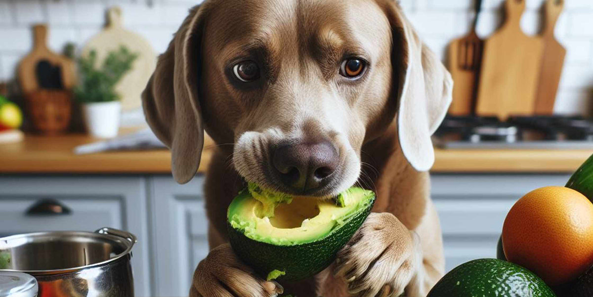 Can Dogs Eat Avocados? by PetWell