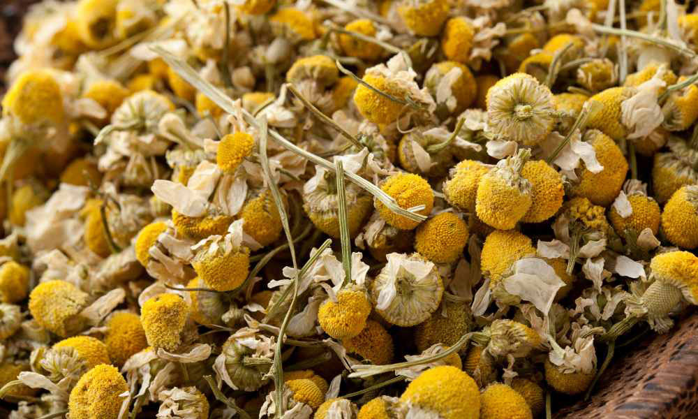 Chamomile For Dogs A Safe Way To Calm Anxiety by PetWell