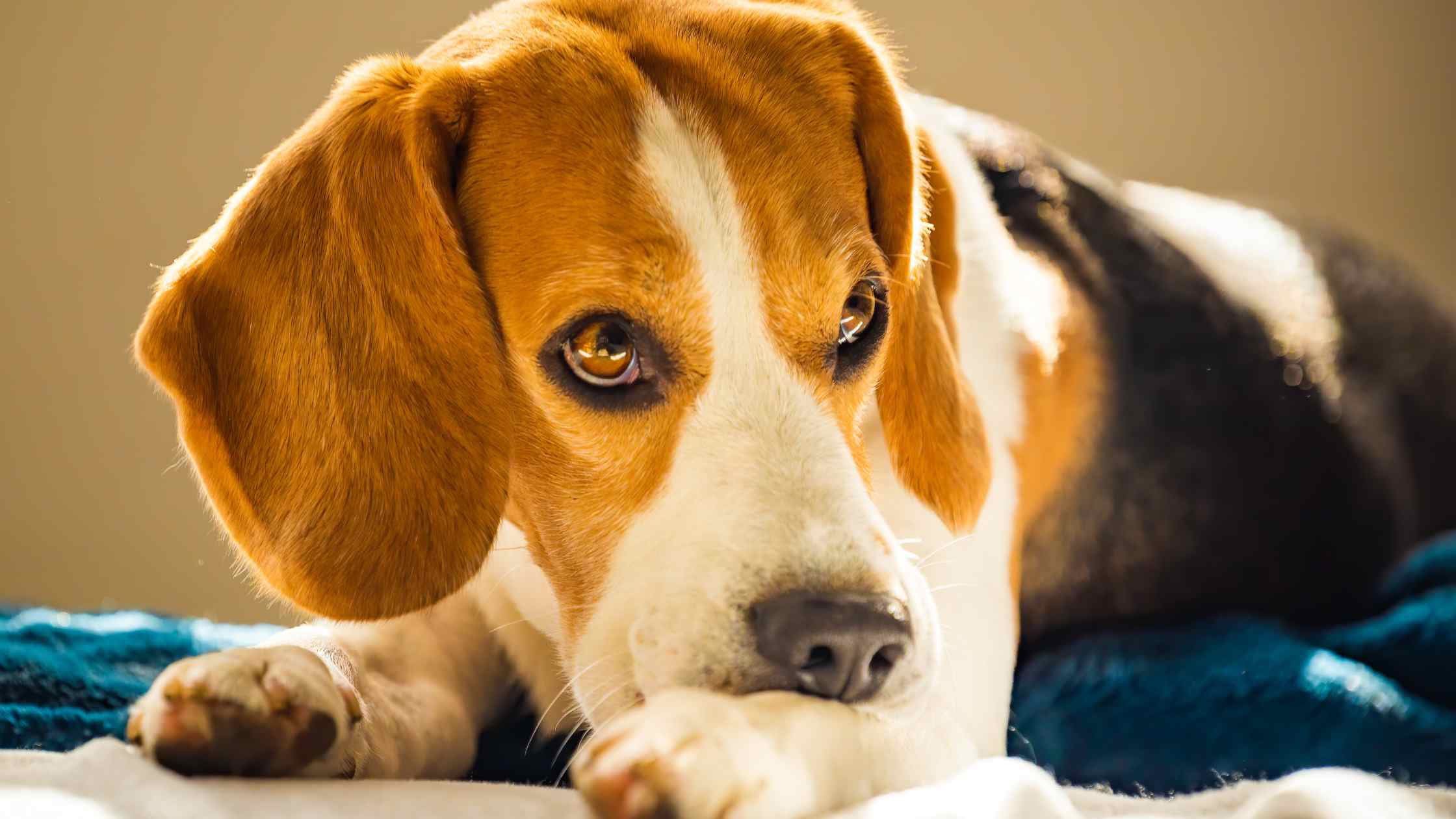 Common Causes of Anxiety in Dogs