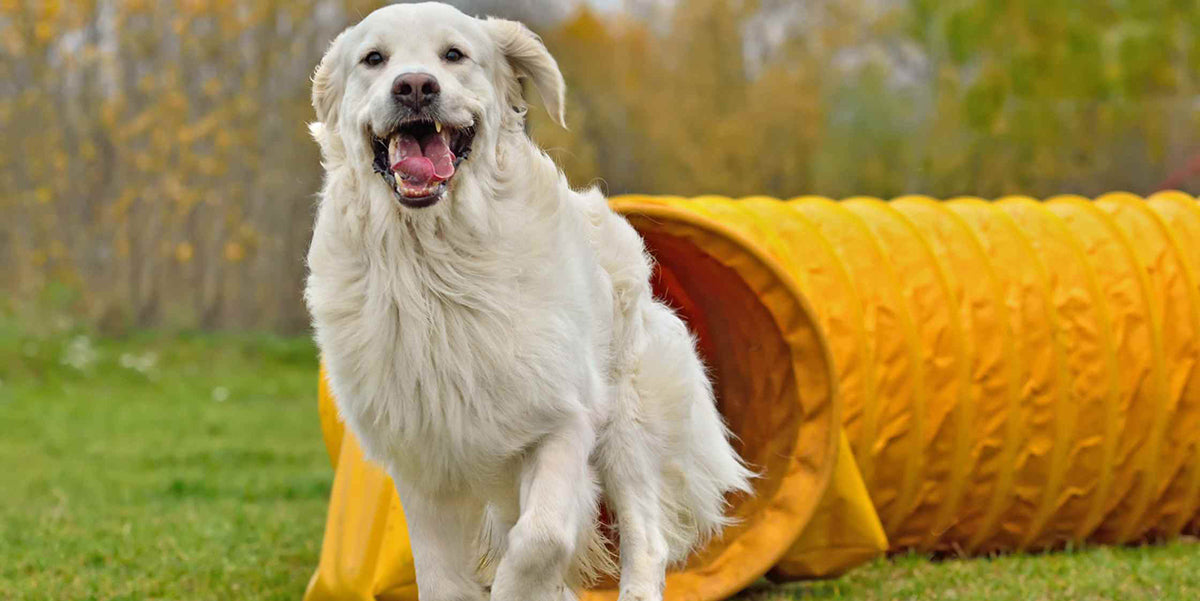 DIY Dog Enrichment Ideas by PetWell