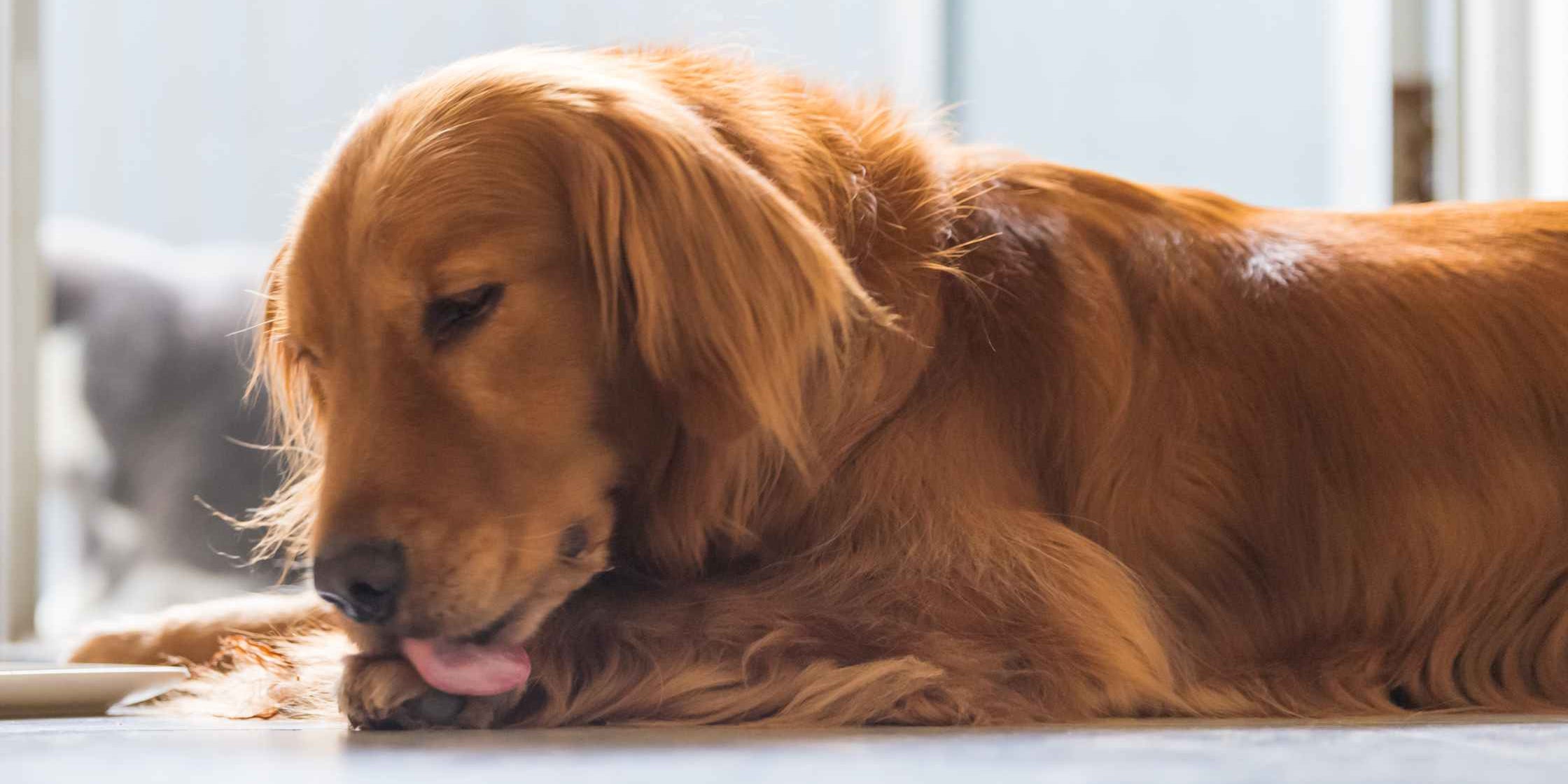 Dog licking Paws - How to Recognise Dog Anxiety Symptoms by PetWell