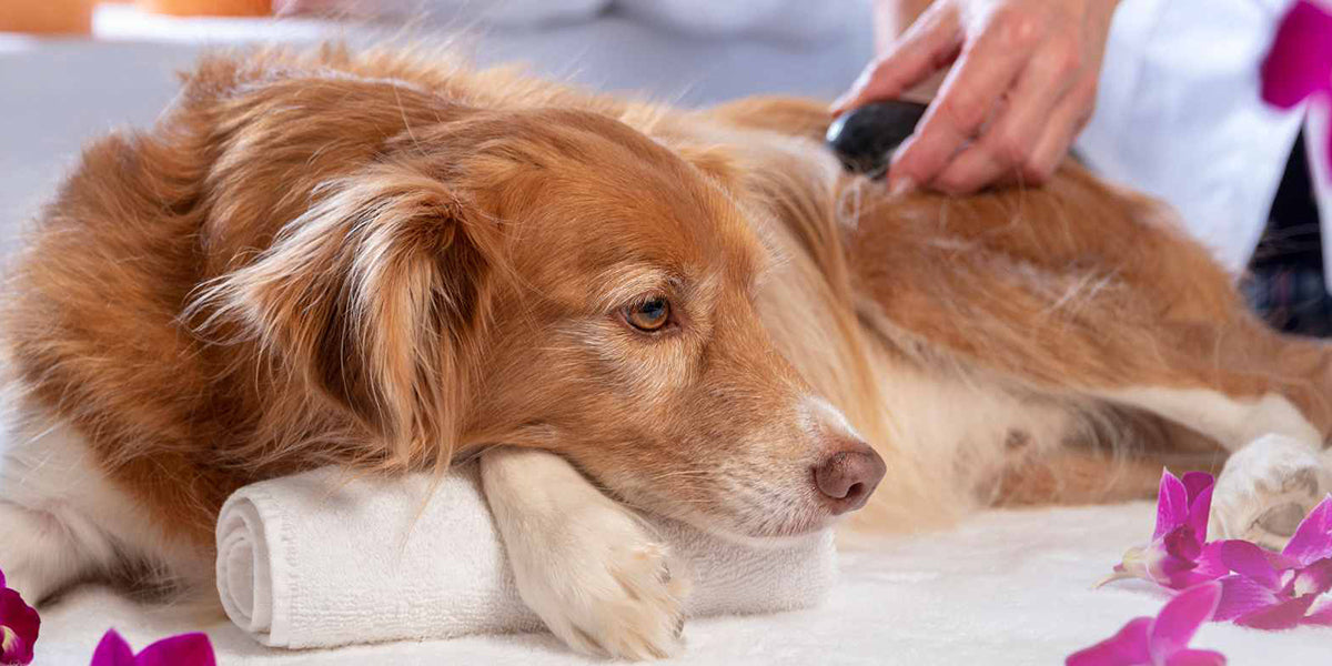 Holistic Pet Care PetWell Dog getting a massage