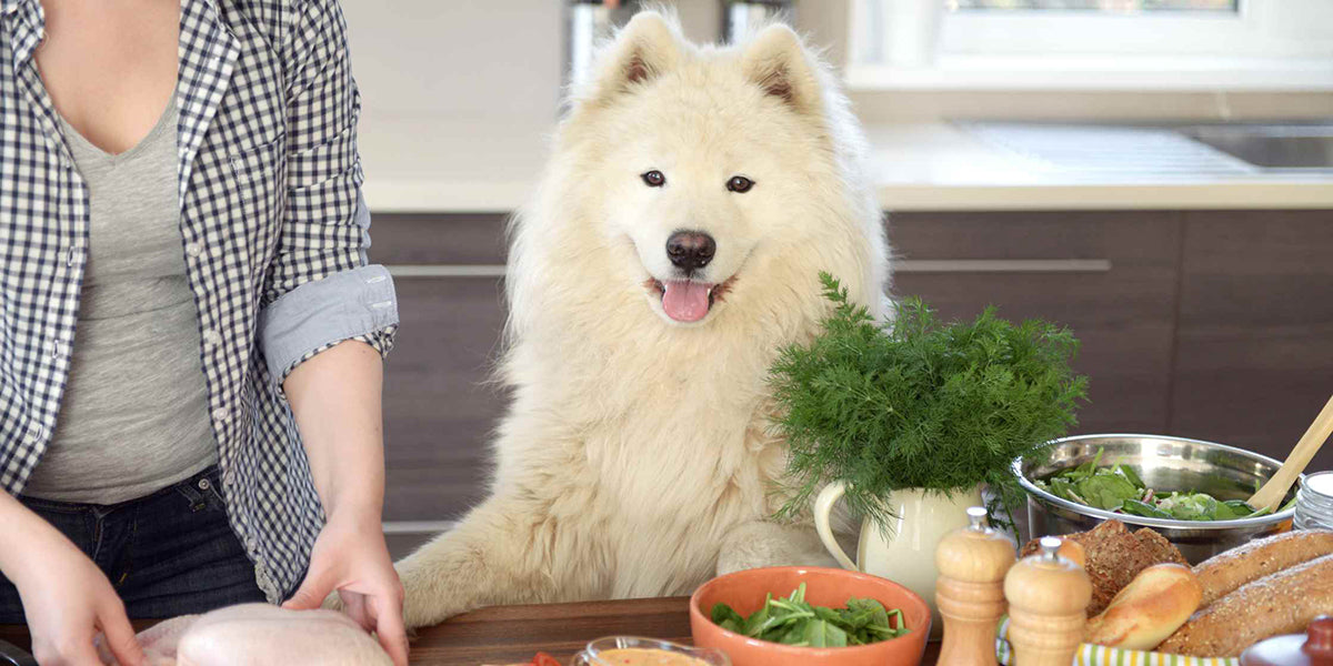 Human Foods for Dogs by PetWell blog