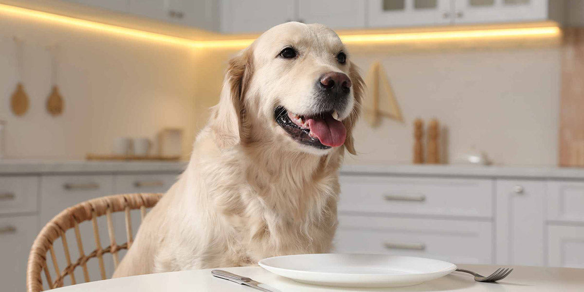 Labrador at kitchen table. Tips for Maintaining a Healthy Digestive System in Dogs by petwell