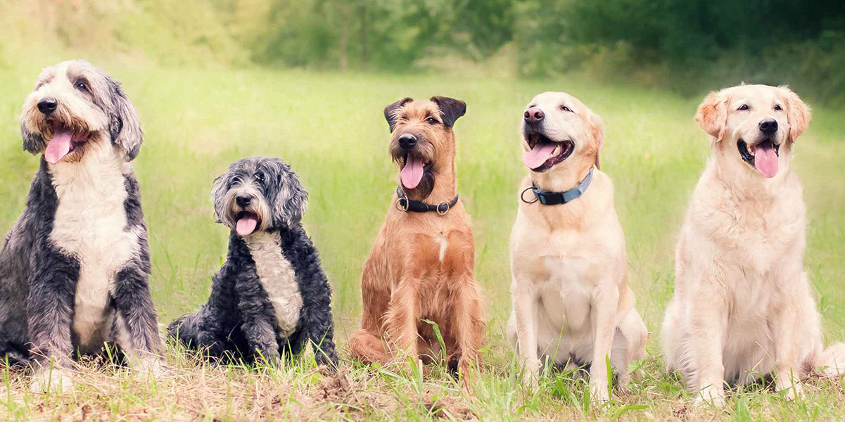 Line up of 5 different dogs at a park. Recognising Signs of Poor Gut Health in Your Dog by PetWell