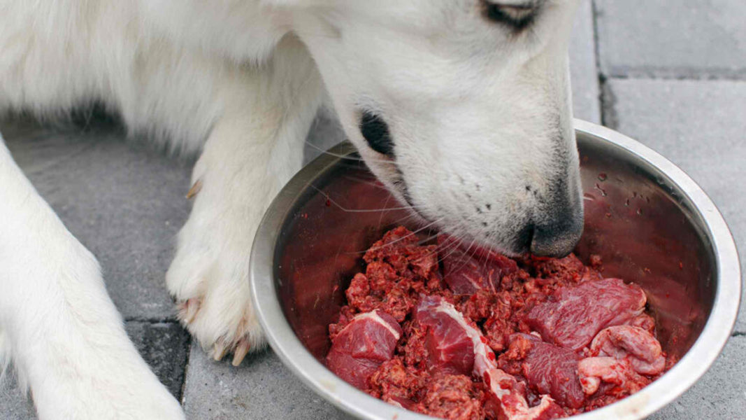 Myths-around-raw-feeding-for-dogs-PetWell-dog-eating-raw-meat