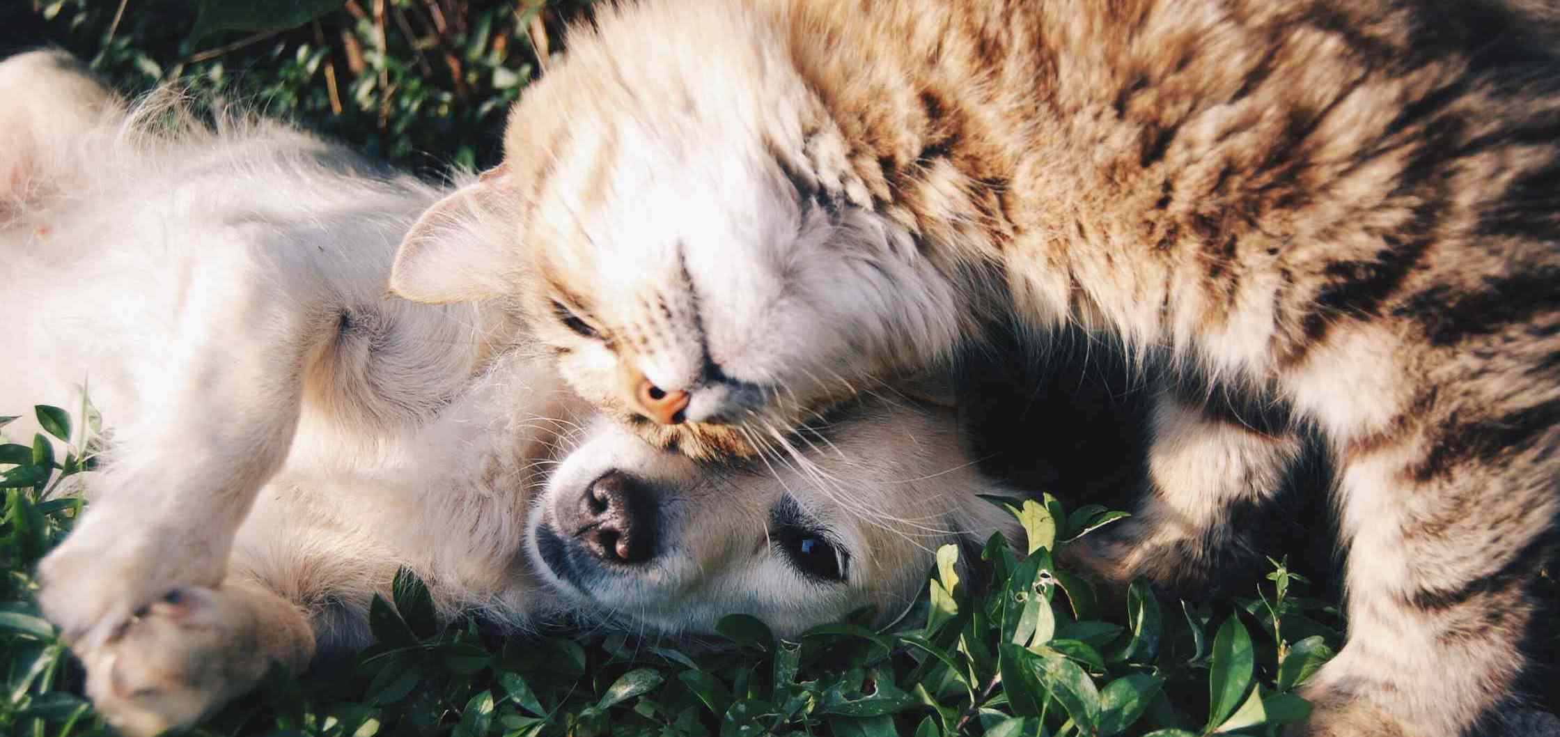 The Link Between Pet Anxiety and Immune System