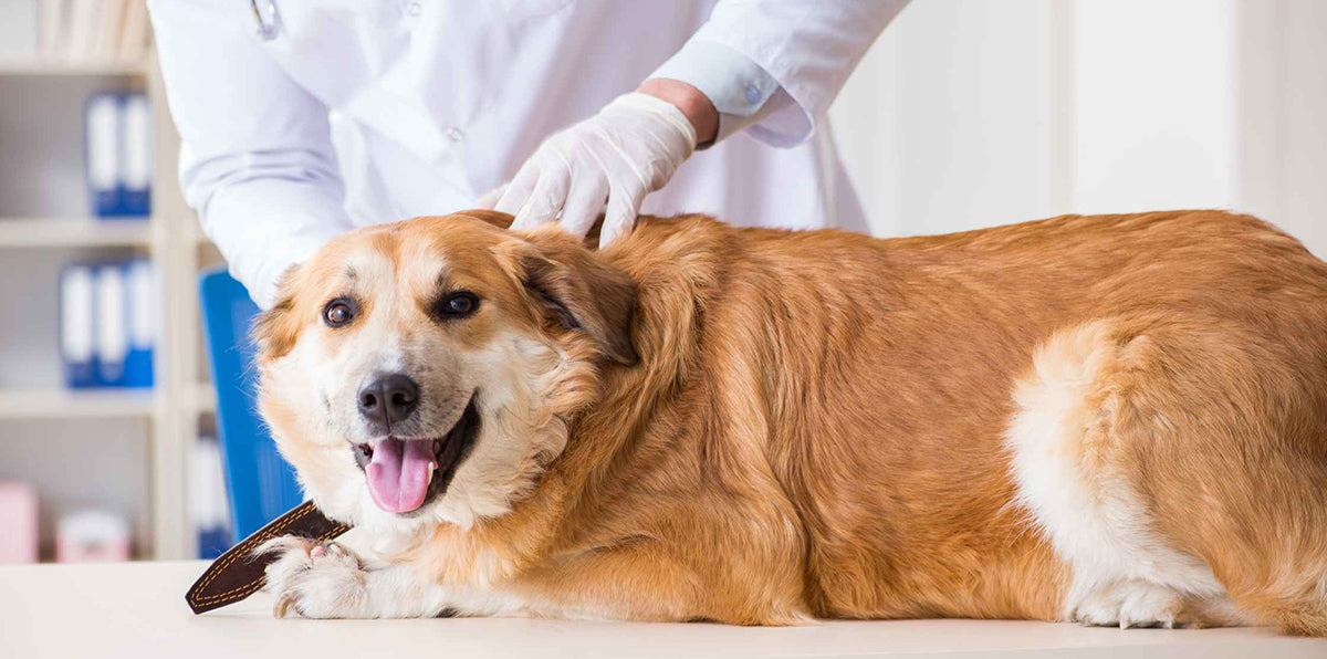 Recognising Signs of a Healthy Dog by PetWell