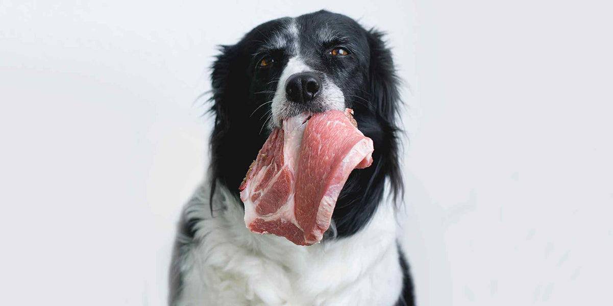 The Benefits of Human-Grade Food for Dogs by PetWell