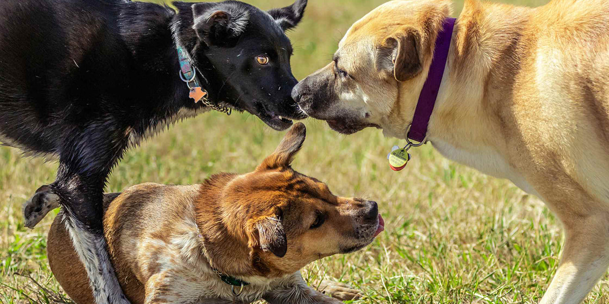 Top Tips for Dog Park Etiquette by petwell