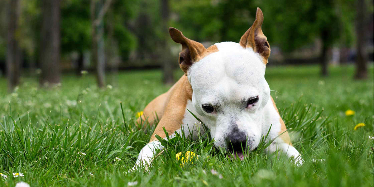 Why Dogs Eat Grass by PetWell