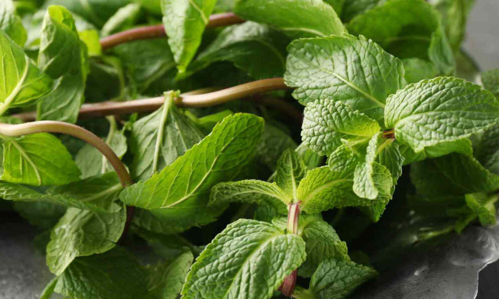 Is Lemon Balm Safe for Dogs? by PetWell