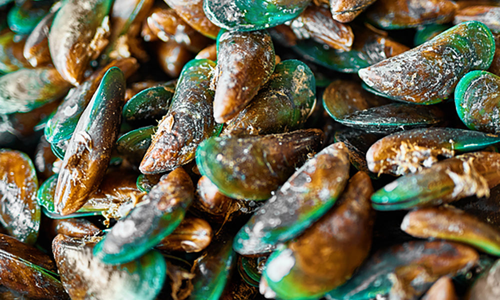 NZ green lipped mussels in PetWell MOBILITY and THRIVE