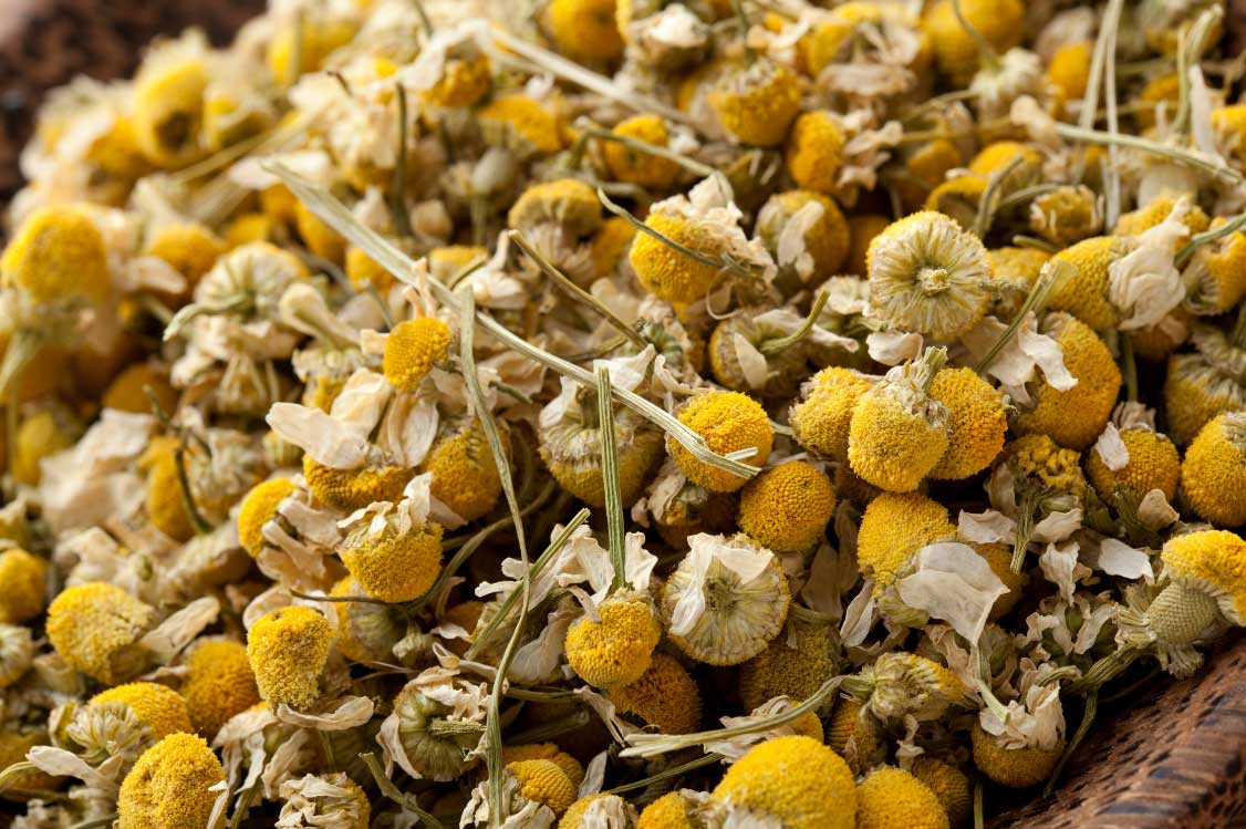 Chamomile in PetWell CALM 