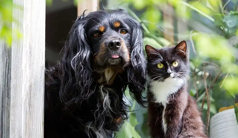 10 Poisonous Plants for dogs and cats by PetWell