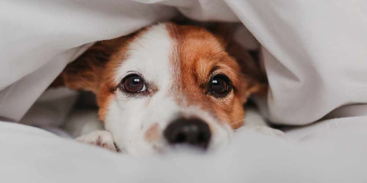 Dog hiding, 1 of the 10 Tips for Relieving Anxiety in Dogs PetWell