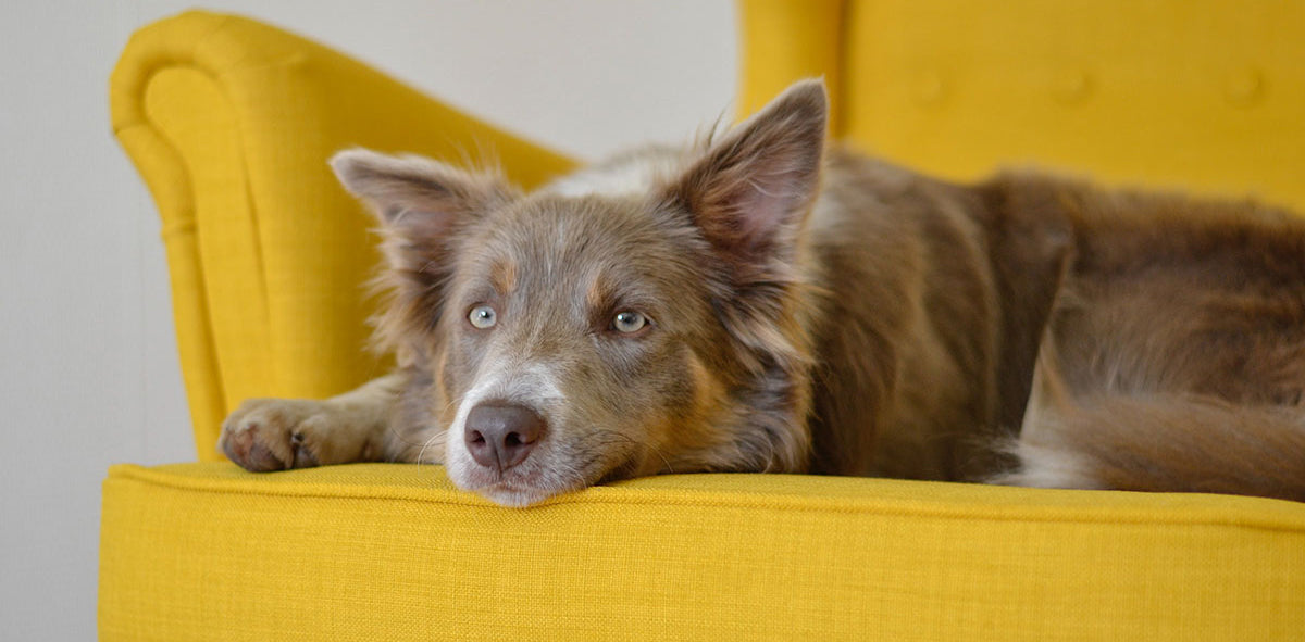 5 Most Common Forms of Pet Anxiety PetWell