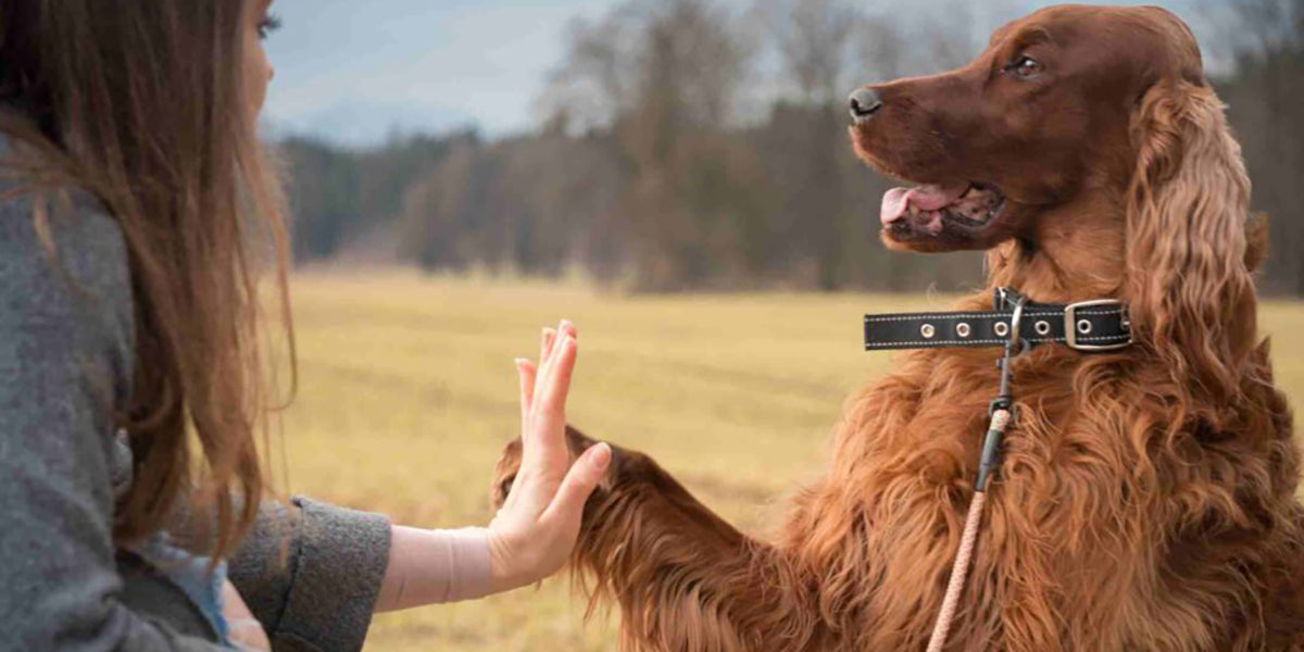 7-Dog-Training-tips-PetWell