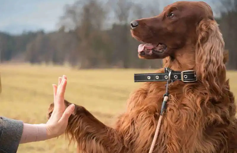 Dog high five with owner 7-Dog-Training-tips-PetWell