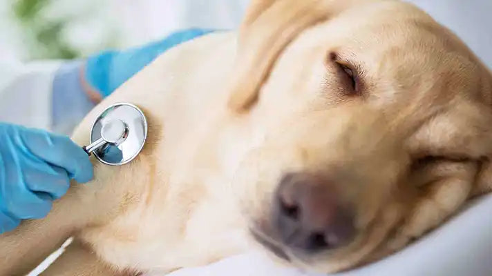 7 Ways to Keep Your Pet’s Heart Healthy PetWell Wellness check