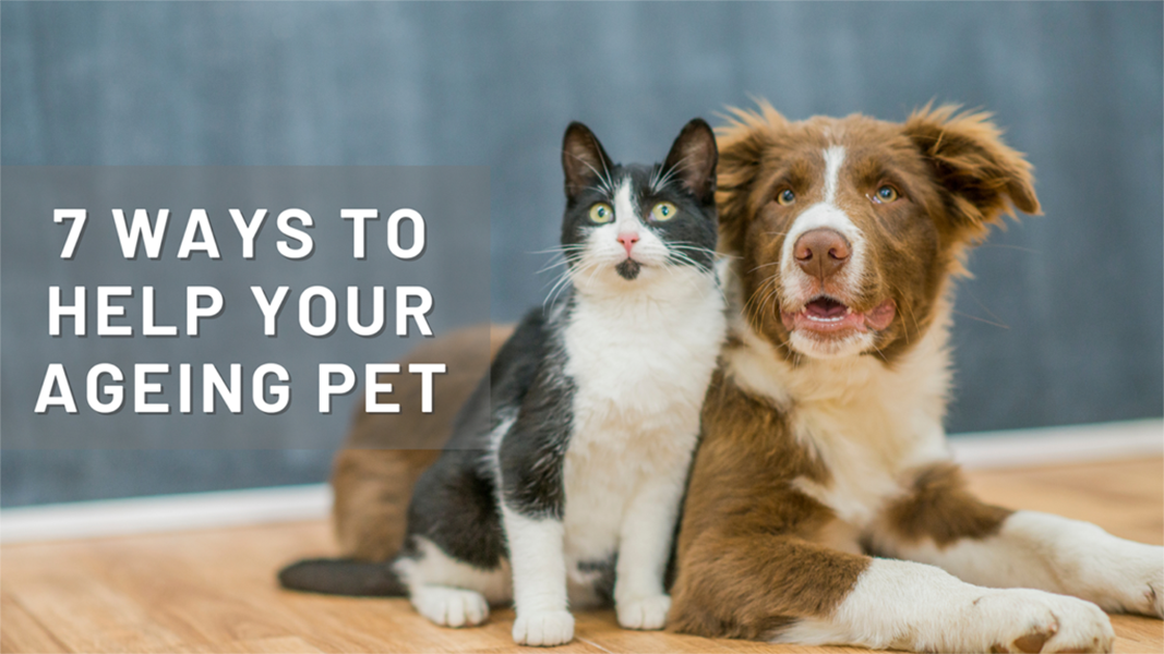 7 ways to care for an ageing dog and cat by PetWell