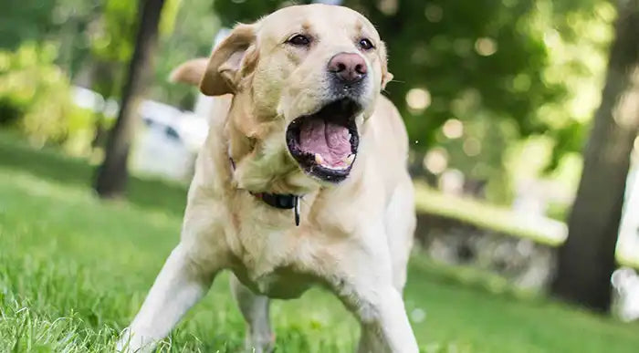 Alert dog Why do dogs bark by PetWell copy