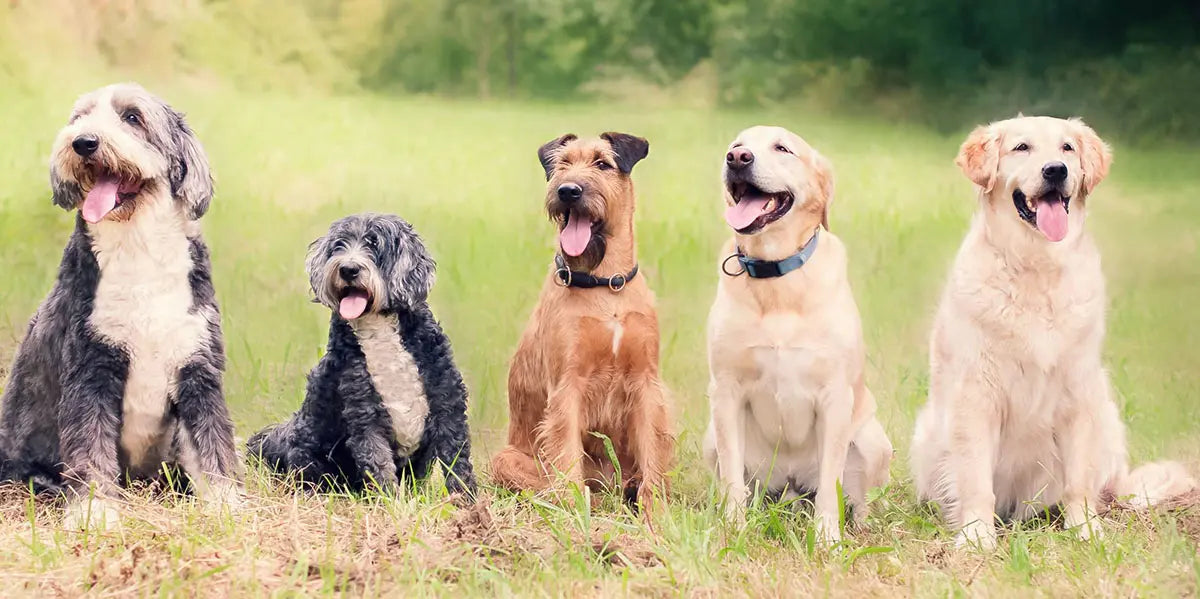 5 different beed of dogs lined up on grass