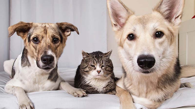 Best Vitamins & Minerals for Dogs & Cats by PetWell