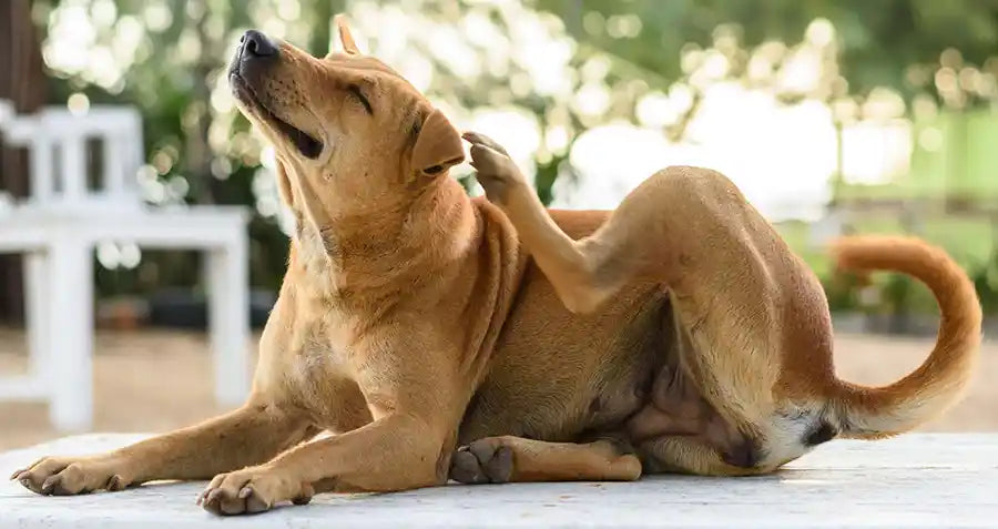 Best Skin and Allergy Supplement for Dogs