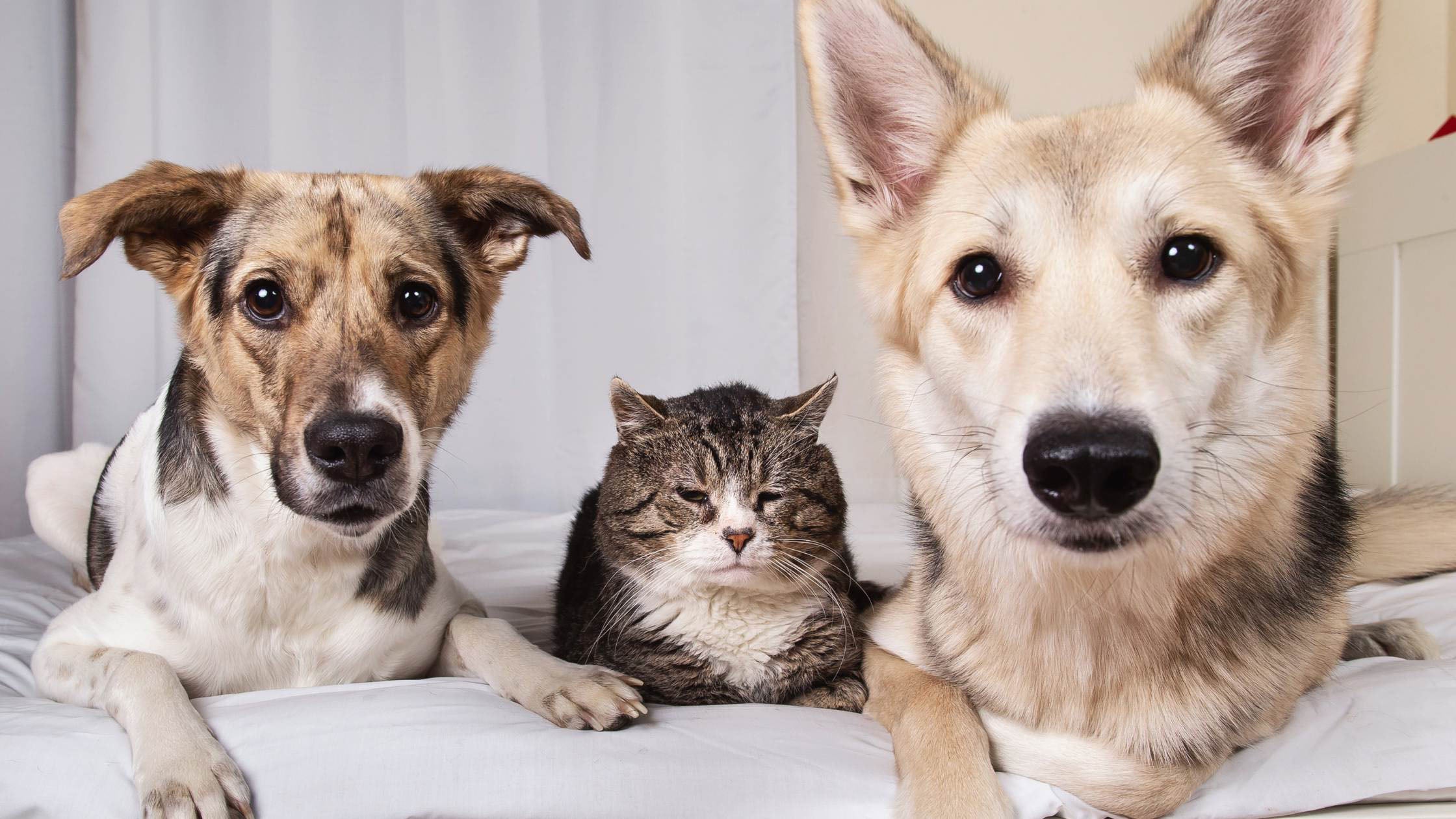 Best Vitamins for Dogs and Cats: Natural vs. Synthetic