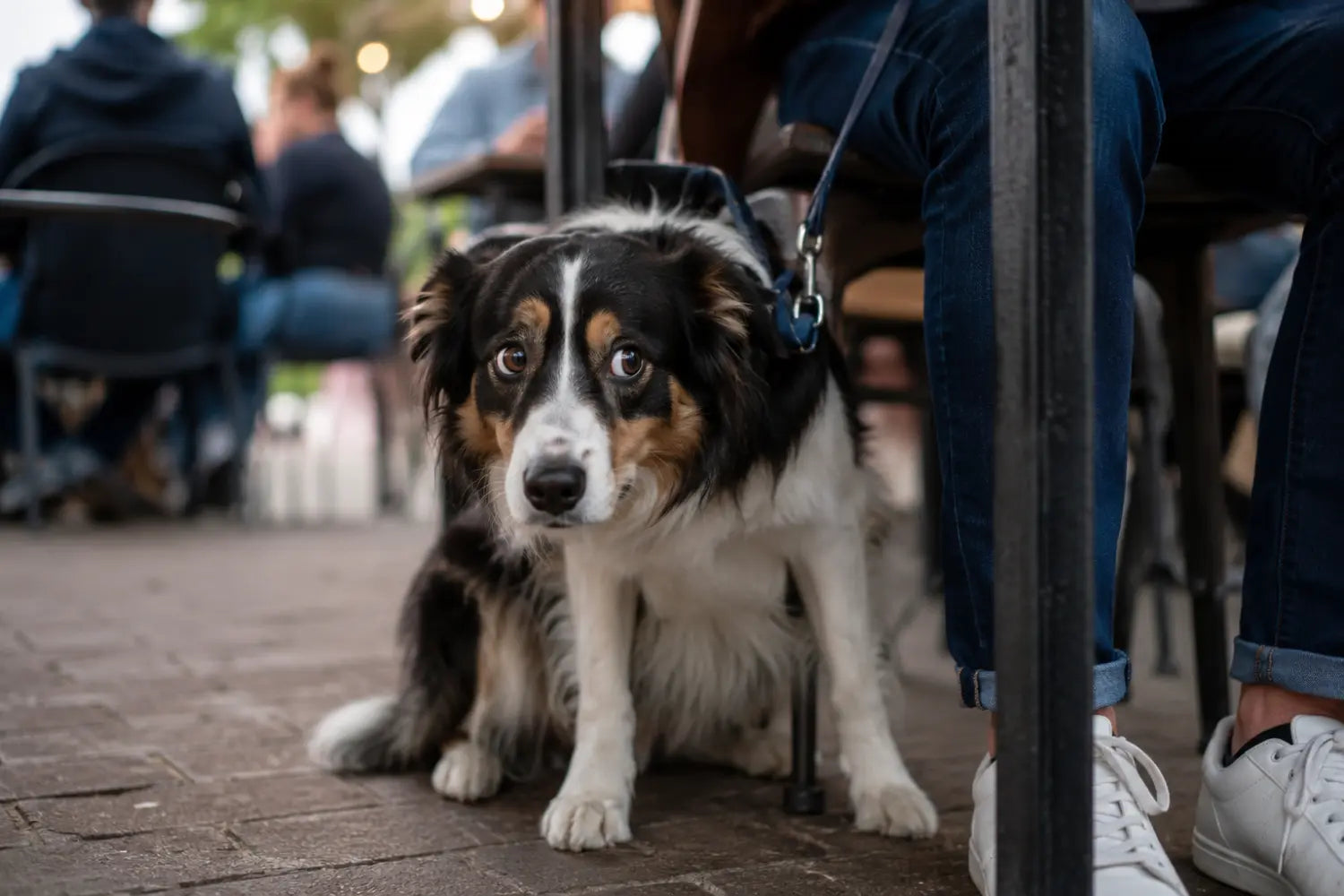 Border collie at a cafe with Social Anxiety