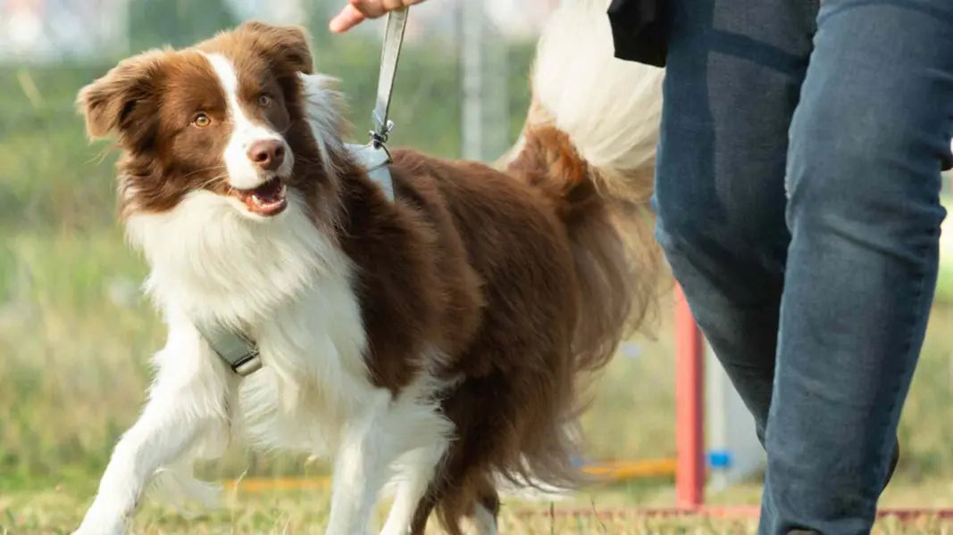 Man walking a brown and white border collie