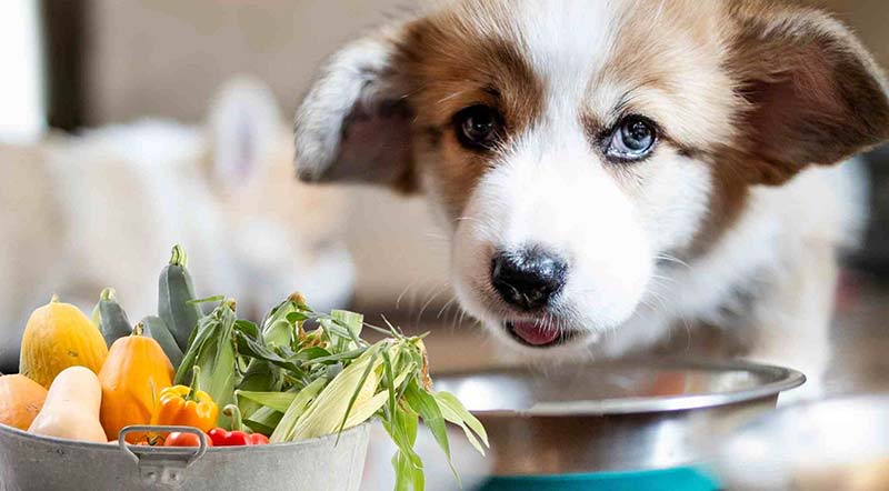 Puppy with Veggies Can Dogs Eat Fruits and Vegetables? What’s Safe, What’s Not by PetWell