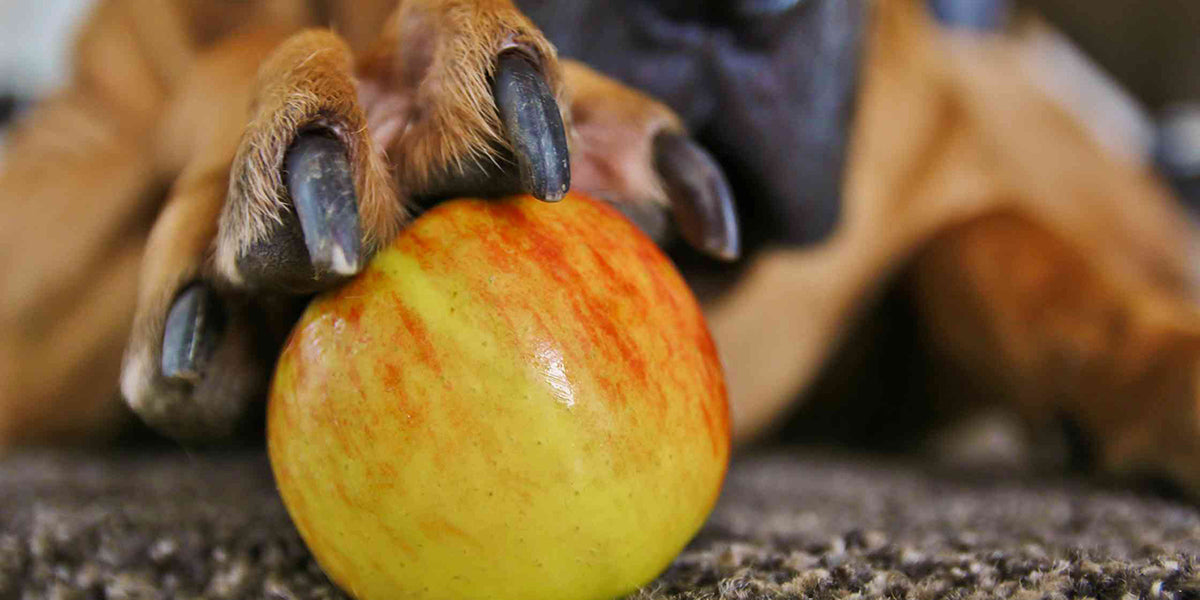Stunning Can Dogs Eat Apples To Support Joint Mobility image