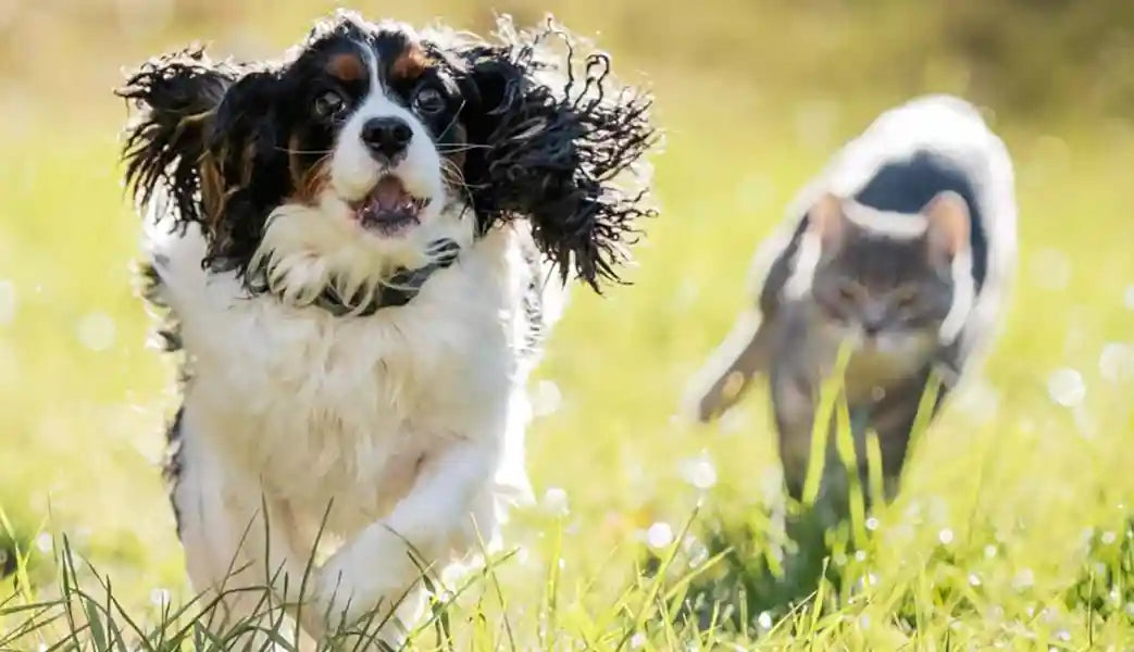 Natural Foods to Fight Bacterial Infections in Dogs