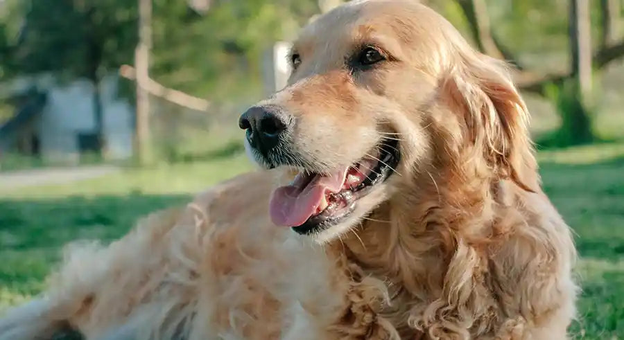 Common Dog Health Problems & Natural Remedies by PetWell 