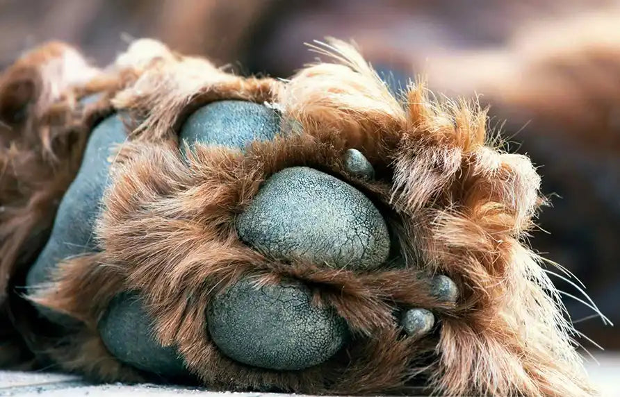 Common Dog Paw Problems PetWell