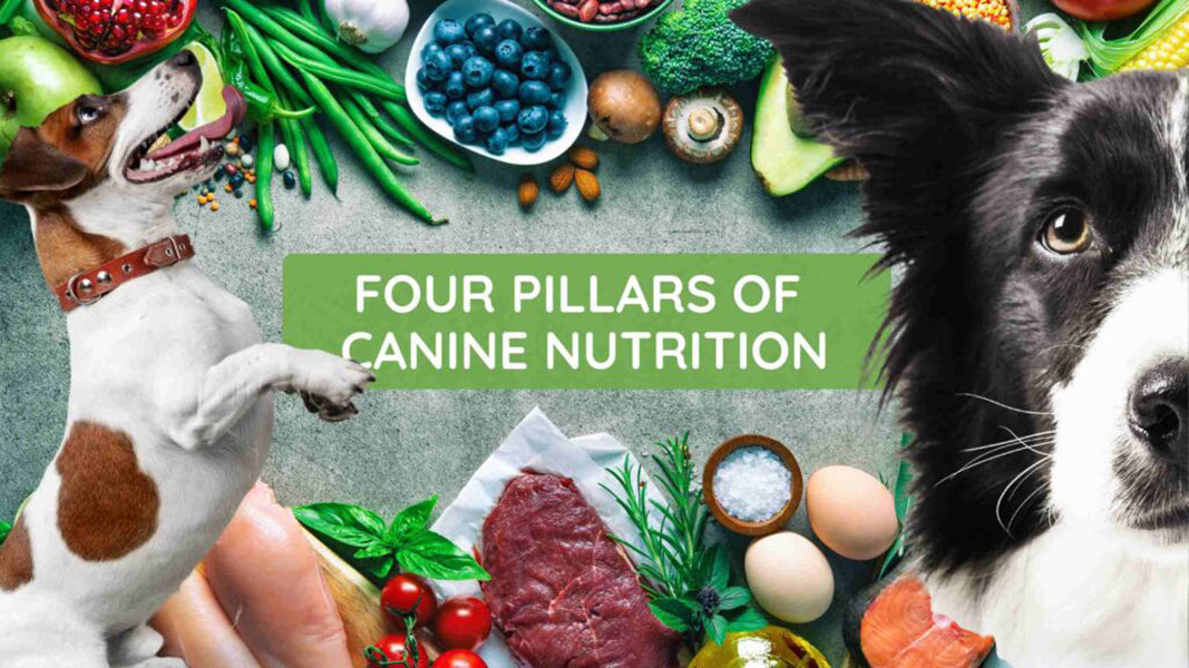 Creating a Balanced Diet for Your Dog by Petwell