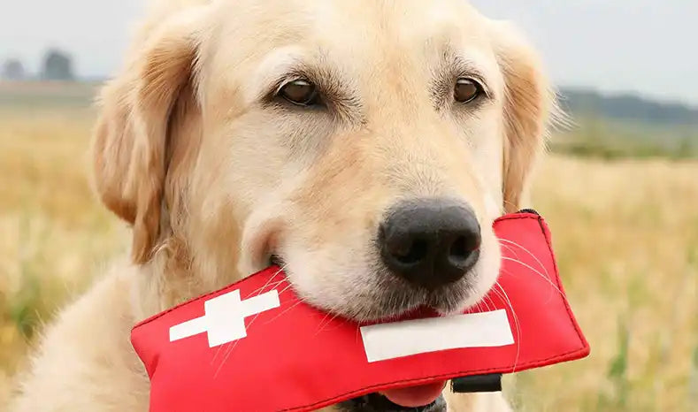 DIY Pet First Aid Kit for Dogs & Cats in Australia PetWell