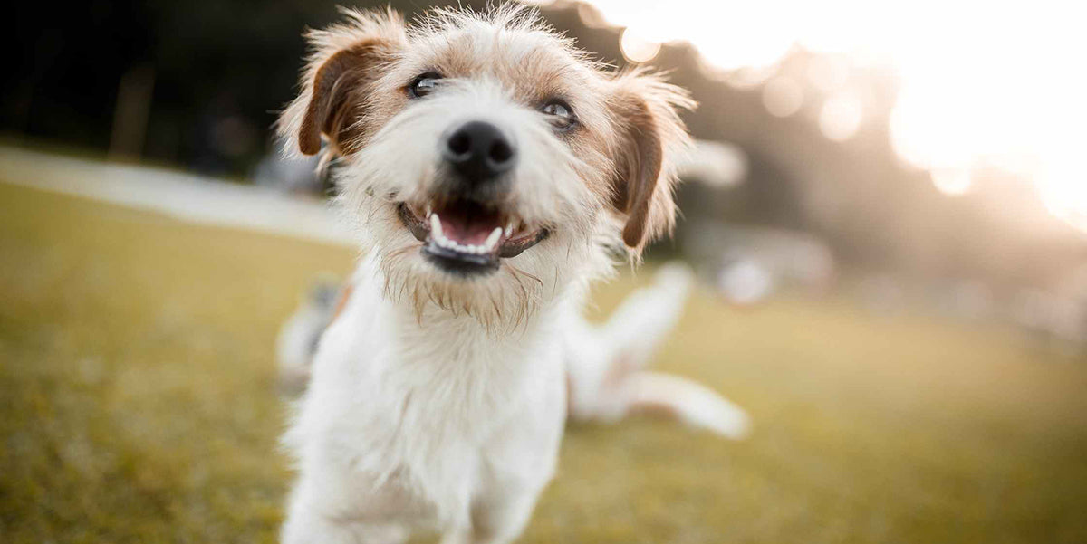 Decoding Dog Body Language PetWell