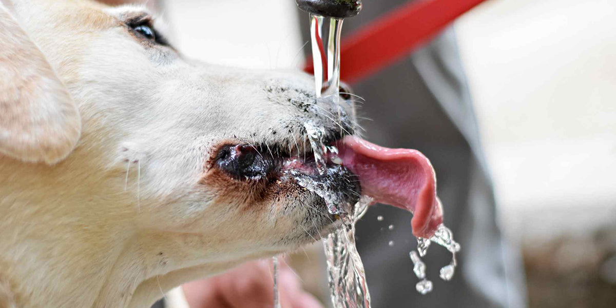 Dehydration in Dogs by PetWell