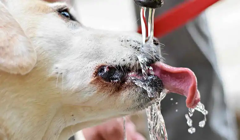 Dehydration in Dogs by PetWell