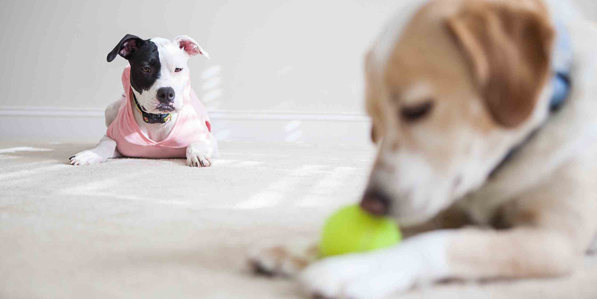 Do Dogs Get Jealous? by PetWell