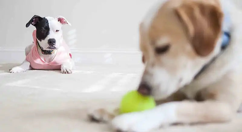 Do Dogs Get Jealous? by PetWell