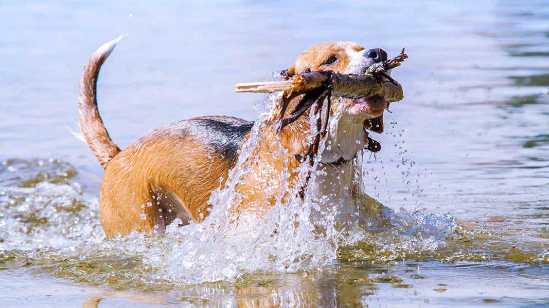 Dog Exercise Benefits: Tips for a Healthier, Happier Pet