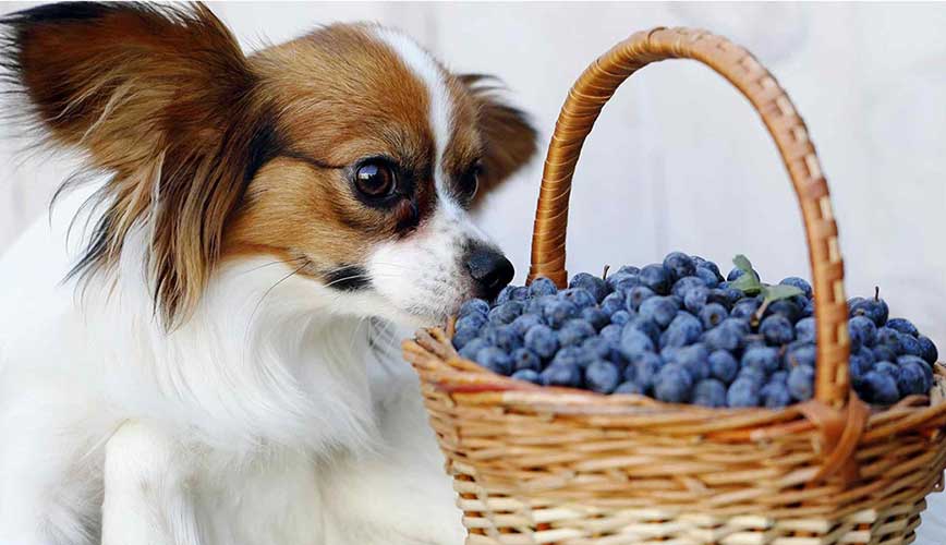 Dog sniffing berries - Healthy Dog Treats: The Ultimate Guide by PetWell