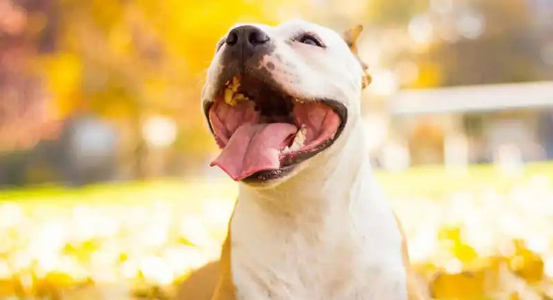 Dog-body-language-petwell-dog smiling