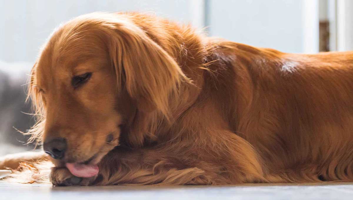 Dog licking Dog Anxiety Signs to Watch for and How to Calm Your Dog by PetWell